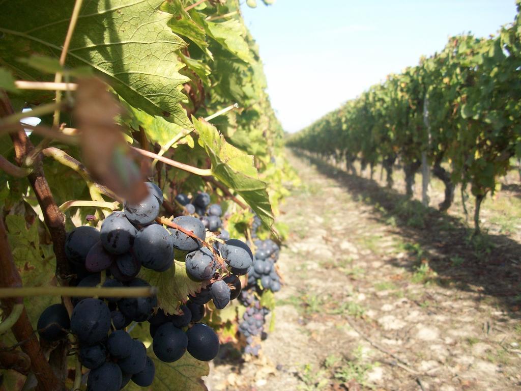Loire, Chateaux, Et Vignes Onzain Zewnętrze zdjęcie